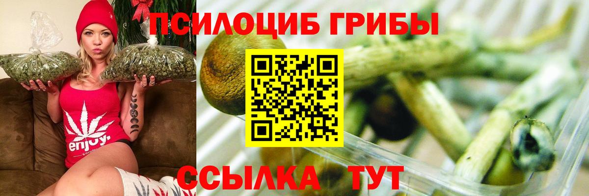 Вологда  Псилоцибиновые грибы прущие грибы  Вход с VPN  Галлюциногенные грибы Psilocybe 